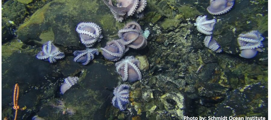 Rare Octopus Nursery Discovered 2 Miles Below the Ocean Surface. Can be Dangerous?